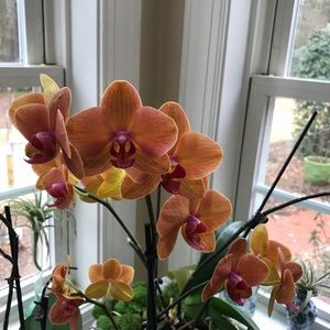 Meet your Posher, Janet